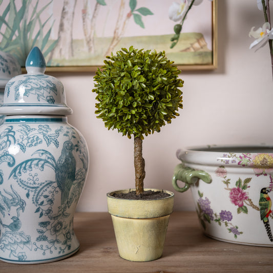 Potted Boxwood Ball Tree
