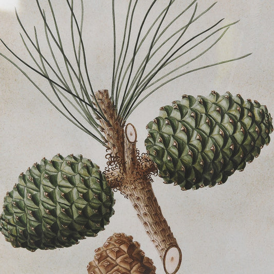 Pinecone Framed Pictures (Set of 4)