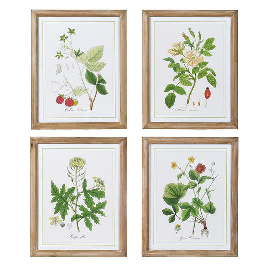 Cotswold Botanical Prints (set of 4)
