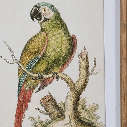 Framed Green Parrot Chinoiserie Pictures (Set of 2)