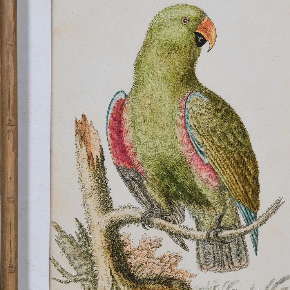 Framed Green Parrot Chinoiserie Pictures (Set of 2)