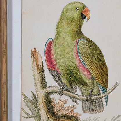 Framed Green Parrot Chinoiserie Pictures (Set of 2)