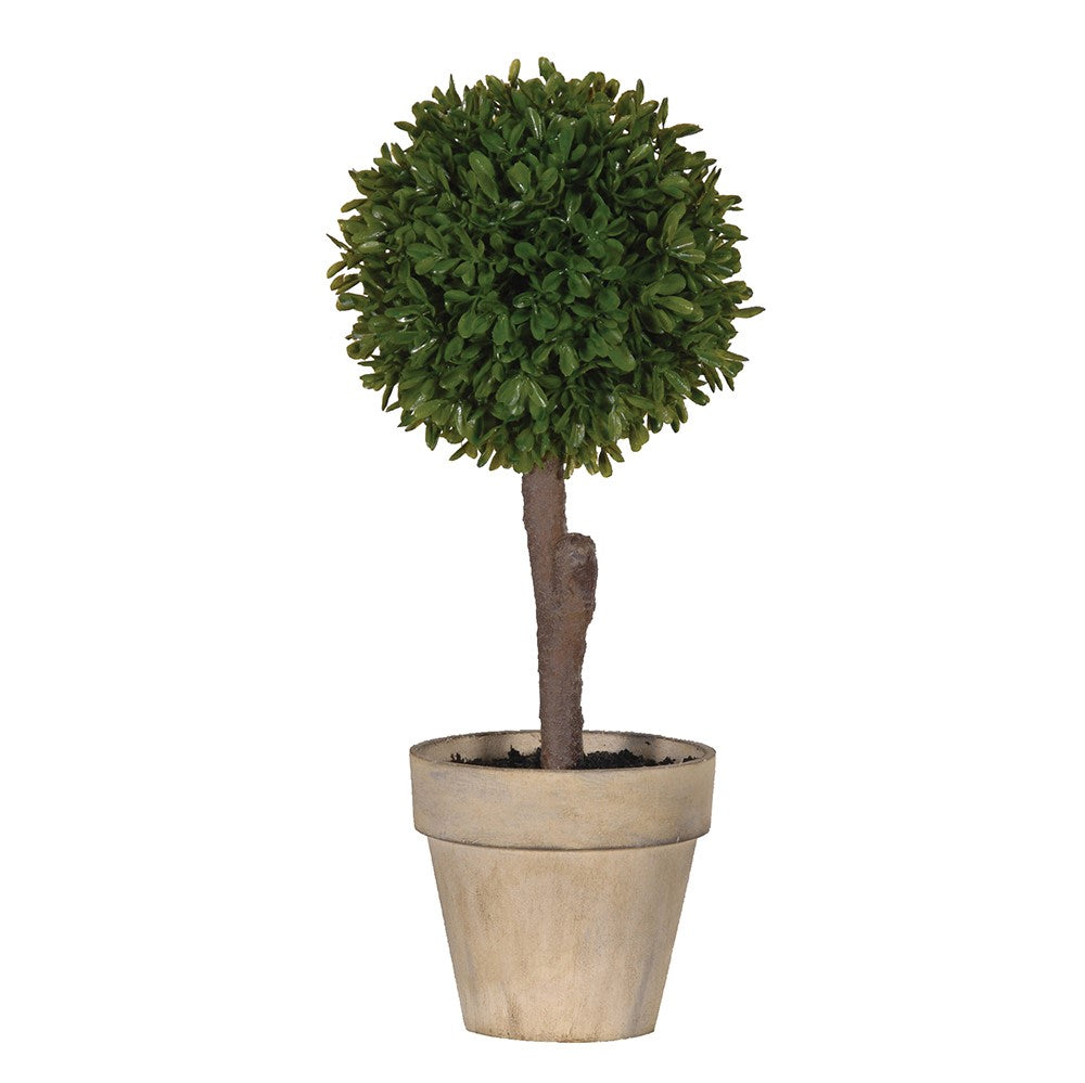 Potted Boxwood Ball Tree