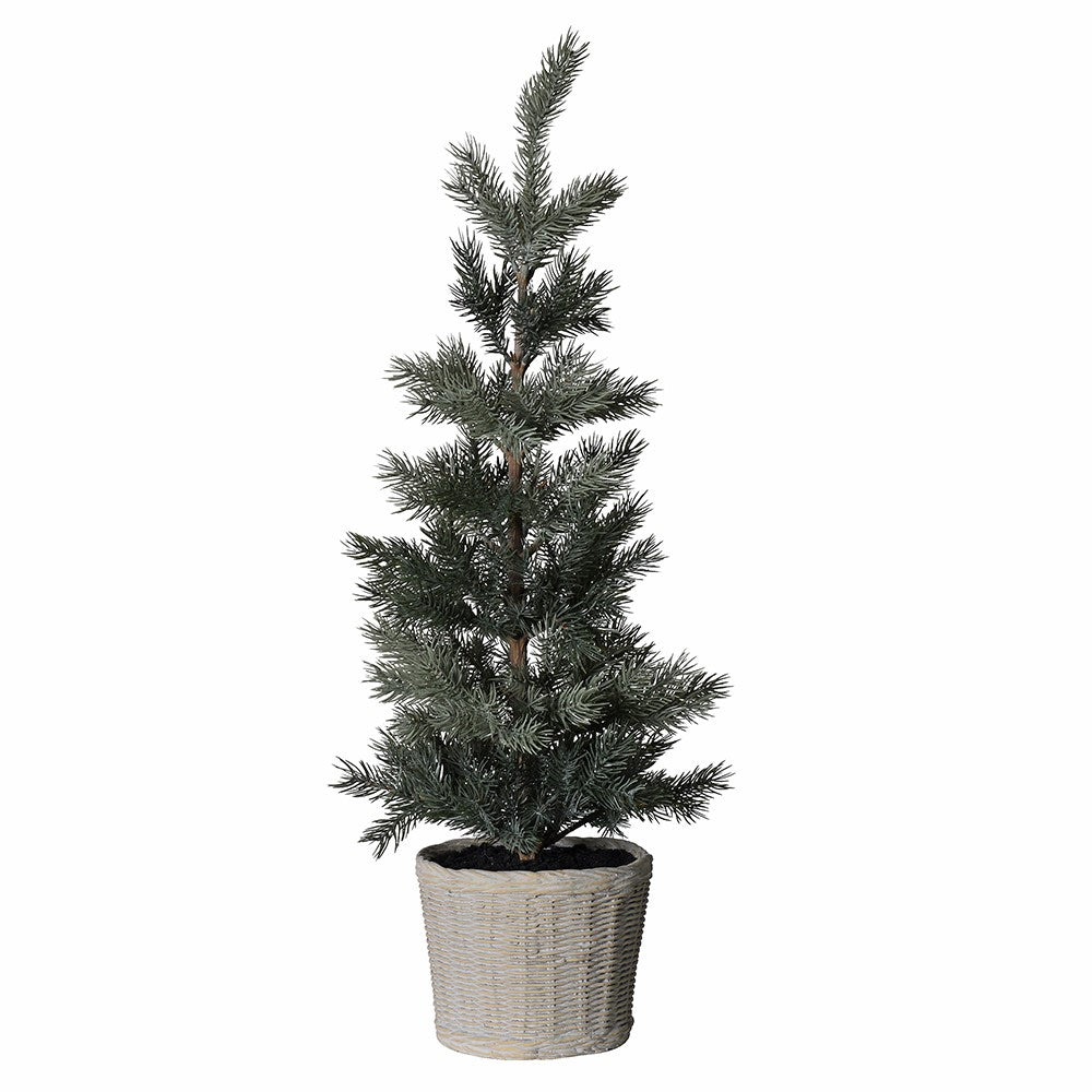 Christmas Noble Pine Tree in Basket Pot