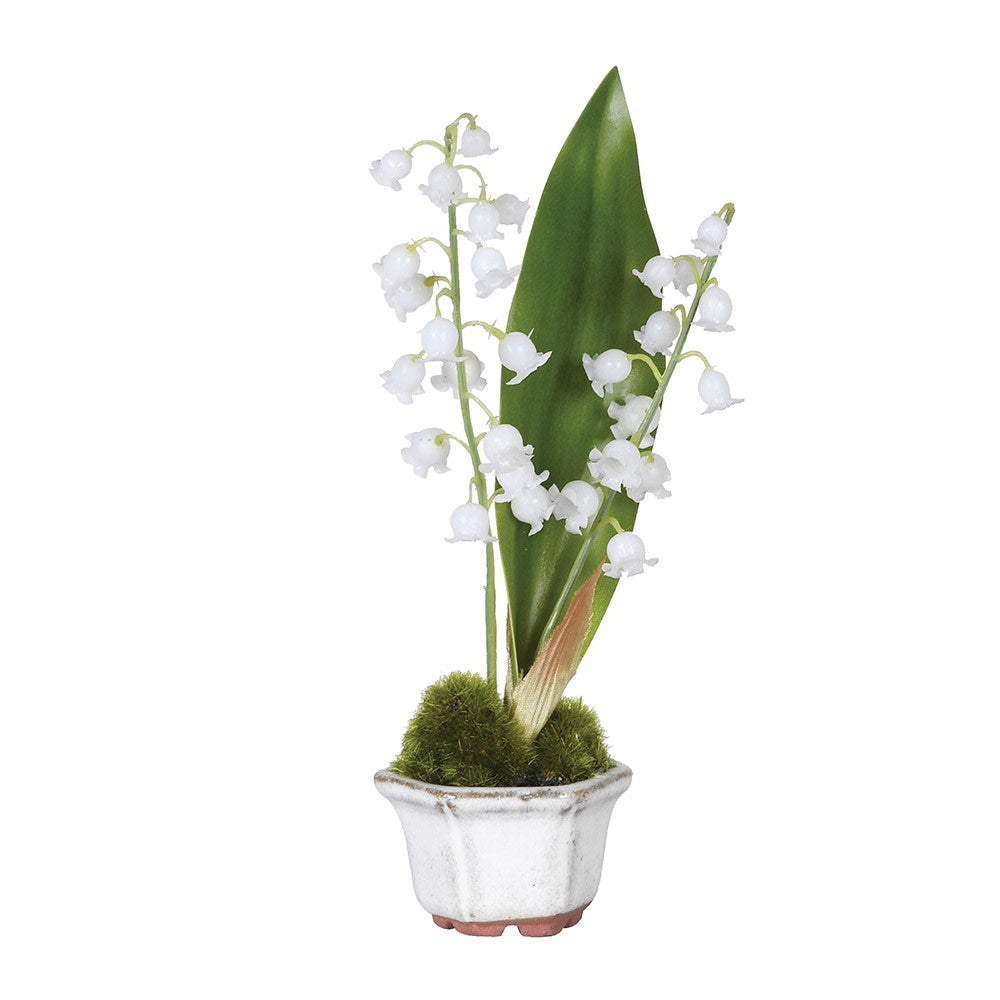 Potted Lily of the Valley