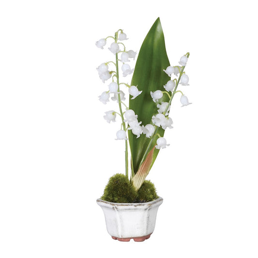 Potted Lily of the Valley