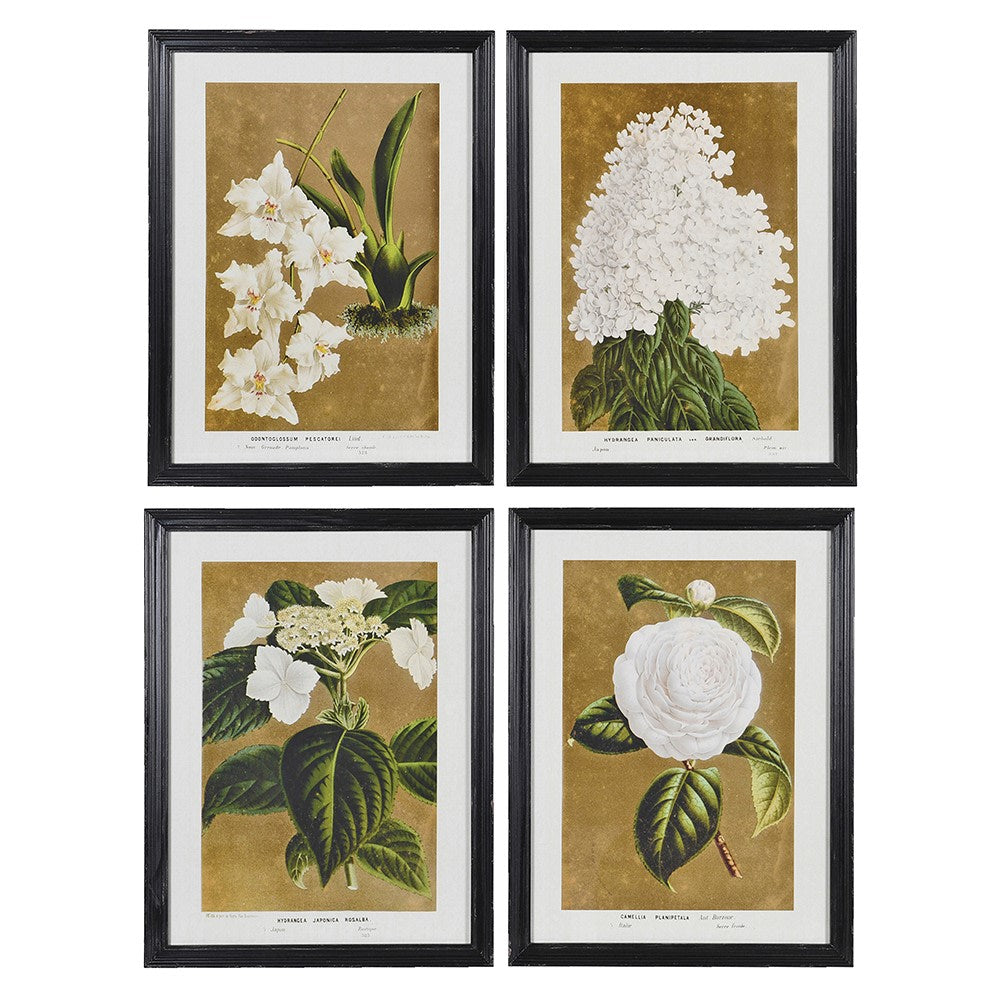 Framed White Floral Pictures (set of 4)