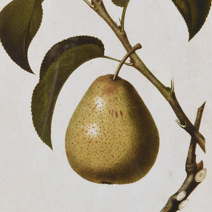 Pear Pictures (set of 4)