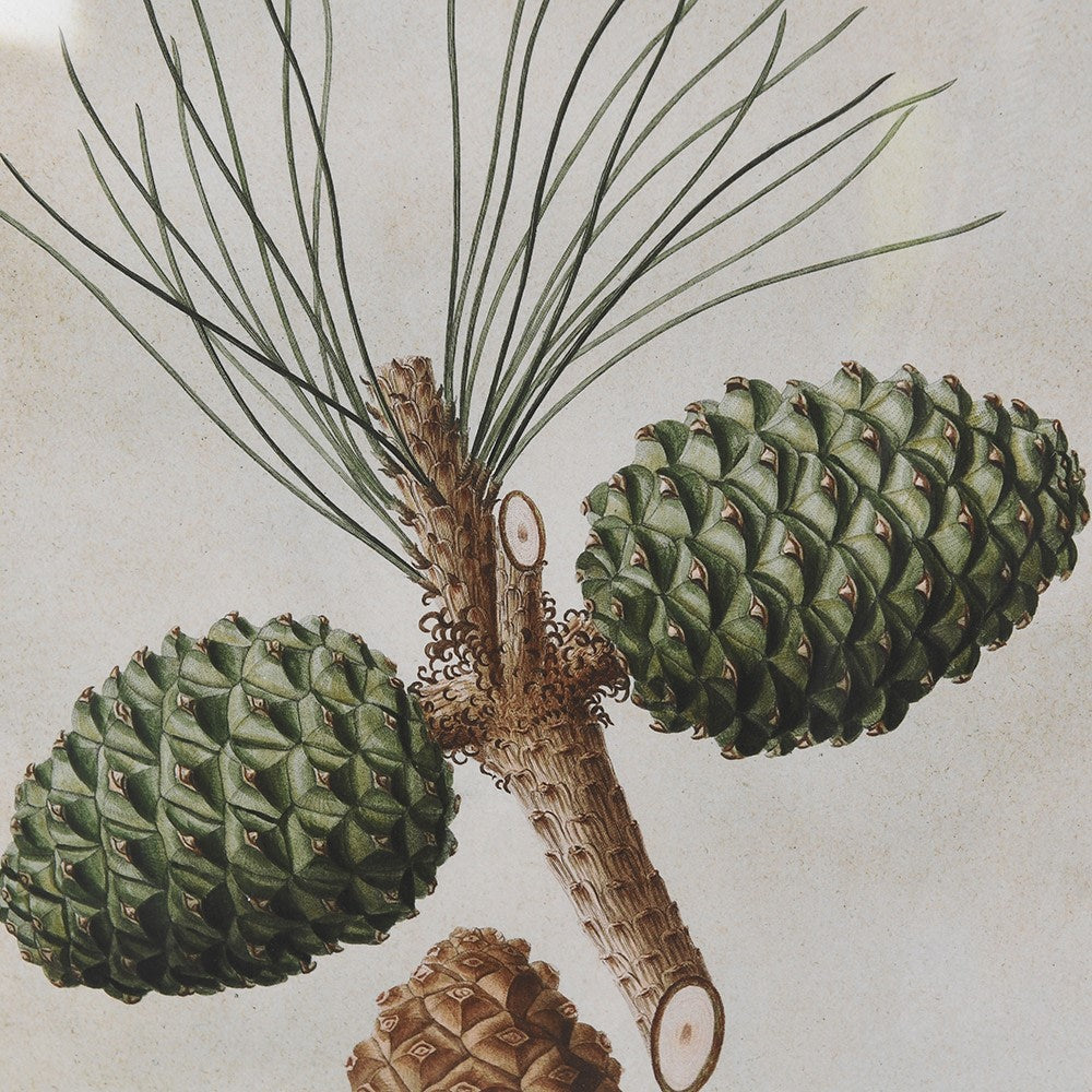 Pinecone Framed Pictures (Set of 4)