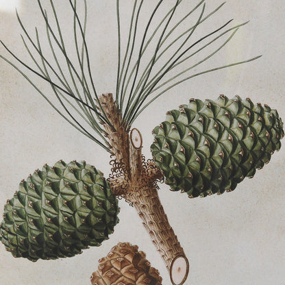 Pinecone Framed Pictures (Set of 4)